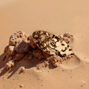 Catrice DESERT DUNE Hair Clip